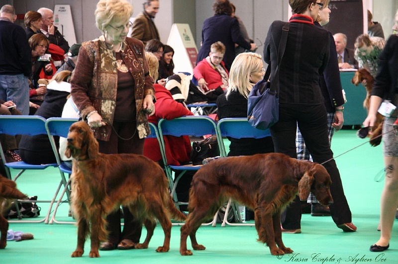 Crufts2011 229.jpg